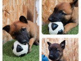 4 chiots Bergers Belges Malinois à réserver non LOF nés en 2026