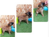 4 chiots Bergers Belges Malinois à réserver non LOF nés en 2026
