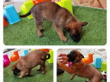 4 chiots Bergers Belges Malinois à réserver non LOF nés en 2026