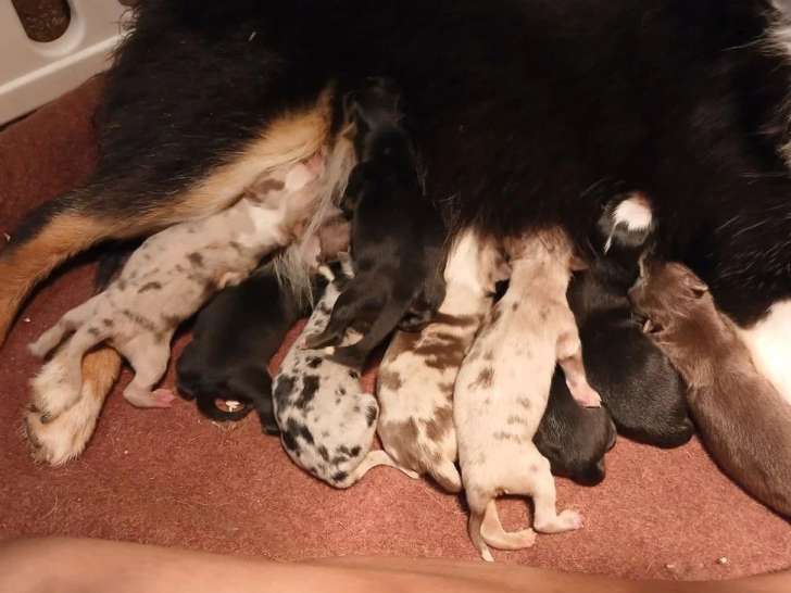 2 chiots Bergers Américains Miniatures non LOF  de juin 2026 à réserver