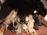 2 chiots Bergers Américains Miniatures non LOF  de juin 2026 à réserver
