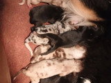 2 chiots Bergers Américains Miniatures non LOF  de juin 2026 à réserver