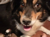 2 chiots Bergers Américains Miniatures non LOF  de juin 2026 à réserver