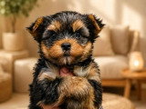 À vendre : 2 chiots Yorkshire Terrier non LOF avril 2026 mâle et femelle