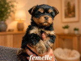 À vendre : 2 chiots Yorkshire Terrier non LOF avril 2026 mâle et femelle