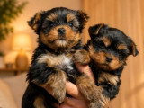 À vendre : 2 chiots Yorkshire Terrier non LOF avril 2026 mâle et femelle