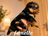 À vendre : 2 chiots Yorkshire Terrier non LOF avril 2026 mâle et femelle