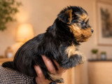 À vendre : 2 chiots Yorkshire Terrier non LOF avril 2026 mâle et femelle