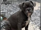 Chiot mâle Bouledogue Français bleu non LOF à vendre