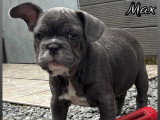 Chiot mâle Bouledogue Français bleu non LOF à vendre