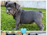Chiot mâle Bouledogue Français bleu non LOF à vendre