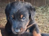 6 chiots Beaucerons noir et feu nés en mai 2026 non LOF à réserver