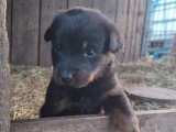 6 chiots Beaucerons noir et feu nés en mai 2026 non LOF à réserver