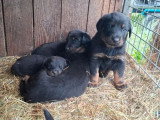 6 chiots Beaucerons noir et feu nés en mai 2026 non LOF à réserver