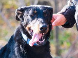 6 chiots Beaucerons noir et feu nés en mai 2026 non LOF à réserver