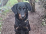 6 chiots Beaucerons noir et feu nés en mai 2026 non LOF à réserver