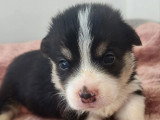4 chiots Welsh Corgi Pembroke LOF nés en mai 2026 à réserver