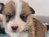 4 chiots Welsh Corgi Pembroke LOF nés en mai 2026 à réserver