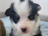 4 chiots Welsh Corgi Pembroke LOF nés en mai 2026 à réserver