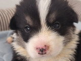 4 chiots Welsh Corgi Pembroke LOF nés en mai 2026 à réserver