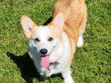 4 chiots Welsh Corgi Pembroke LOF nés en mai 2026 à réserver