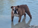 Chienne Bulldog Anglais 2 ans LOF à vendre