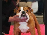 Chienne Bulldog Anglais 2 ans LOF à vendre