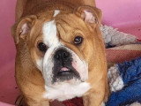 Chienne Bulldog Anglais 2 ans LOF à vendre