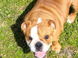 Chienne Bulldog Anglais 2 ans LOF à vendre