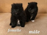 2 chiots Spitz Nain non LOF à vendre mâle et femelle d'avril 2026