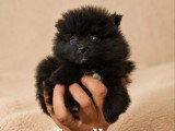 2 chiots Spitz Nain non LOF à vendre mâle et femelle d'avril 2026