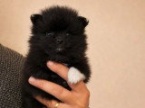 2 chiots Spitz Nain non LOF à vendre mâle et femelle d'avril 2026