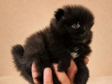 2 chiots Spitz Nain non LOF à vendre mâle et femelle d'avril 2026