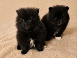 2 chiots Spitz Nain non LOF à vendre mâle et femelle d'avril 2026