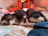 Deux chiots Bouvier Bernois mâles LOF à réserver nés mai 2026