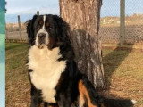 Deux chiots Bouvier Bernois mâles LOF à réserver nés mai 2026