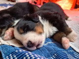 Deux chiots Bouvier Bernois mâles LOF à réserver nés mai 2026