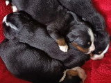 Deux chiots Bouvier Bernois mâles LOF à réserver nés mai 2026