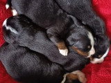 Deux chiots Bouvier Bernois mâles LOF à réserver nés mai 2026