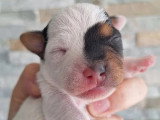 Chiot femelle Terrier du Révérend Russell LOF à réserver
