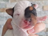 Chiot femelle Terrier du Révérend Russell LOF à réserver