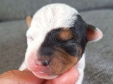 Chiot femelle Terrier du Révérend Russell LOF à réserver