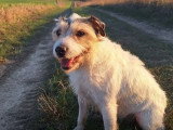 Chiot femelle Terrier du Révérend Russell LOF à réserver