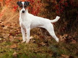 Chiot femelle Terrier du Révérend Russell LOF à réserver