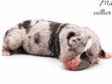 10 chiots American Bully non LOF à réserver
