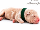 10 chiots American Bully non LOF à réserver