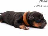 10 chiots American Bully non LOF à réserver
