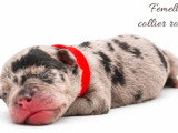 10 chiots American Bully non LOF à réserver