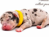 10 chiots American Bully non LOF à réserver