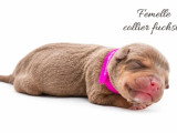 10 chiots American Bully non LOF à réserver